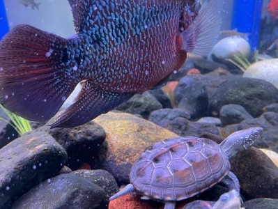 罗汉鱼头部肥大的原因及生理适应（探索罗汉鱼头部肥大的进化奥秘，揭示其生存优势）