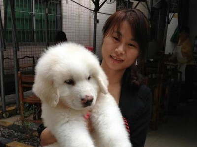 如何为宠物大白熊打疫苗？（详细步骤和注意事项）