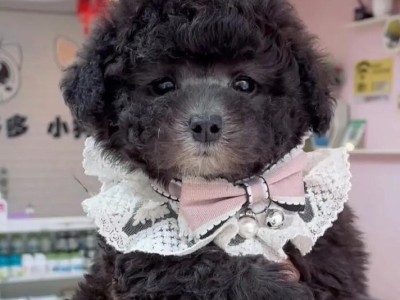 泰迪犬（温顺可爱、适应能力强的泰迪犬在家庭生活中表现如何？）