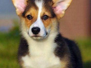 柯基犬是否有体味？解密柯基犬的气味问题（从原因、症状、预防、解决入手，带你了解柯基犬的体味问题）