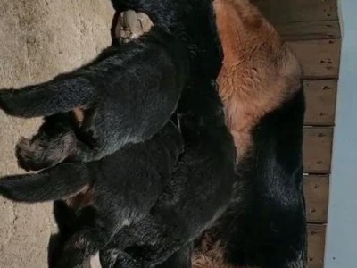 以德牧下崽后为什么会把小狗咬死？（探究德牧下崽后对小狗的攻击行为原因）