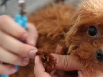 冬天犬瘟细菌存活期限有多长？（犬瘟细菌在寒冷季节的存活能力及影响因素解析）