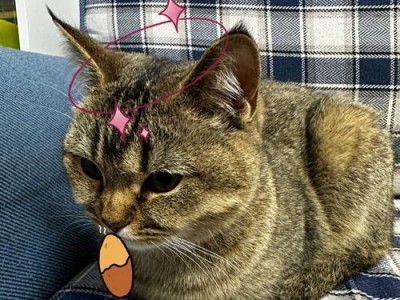 猫的出爪行为探析（揭秘猫咪出爪的原因及技巧）