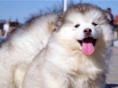 智商最高的犬种——边境牧羊犬（以其聪明才智成为最优秀的工作犬）