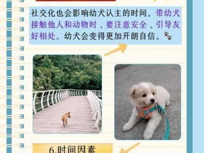 如何准确识别幼犬的品种（以外貌特征和行为为指南的幼犬品种辨识技巧）