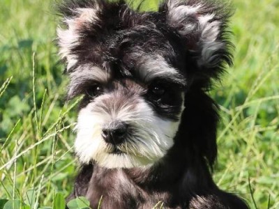 雪纳瑞幼犬何时打狂犬疫苗？（45天左右是犬只打狂犬疫苗的最佳时间点。）