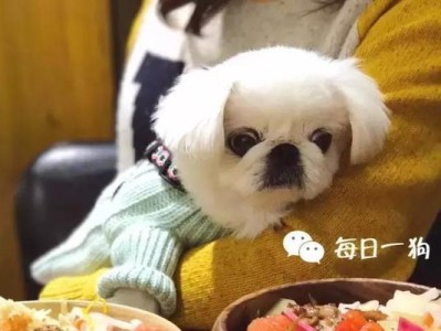 以京巴怎么吃都不长肉，究竟为何？（探究京巴不能长肉的原因及应对之策）