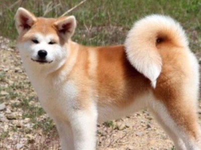 秋田犬价格高低及最合理价格分析（纯种秋田犬市场行情及合理价格的考量）
