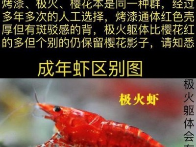 观赏虾产卵时间的奥秘（揭开观赏虾产卵周期的神秘面纱）