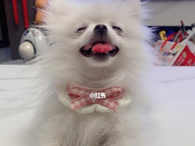 博美犬价格及影响因素解析（探讨博美犬价格波动的原因与因素）