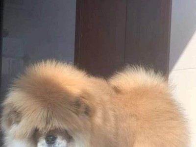 松狮犬的少有饲养原因及其缺点（探究松狮犬鲜有人饲养的原因和它的缺点，为何它成为了小众犬种？）