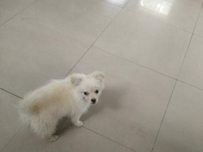 如何科学合理地喂养贵宾犬（掌握喂养频率及食物种类，让你的贵宾犬健康成长）