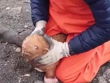 海豹色觉的奥秘（揭秘海豹对色彩的敏感能力）