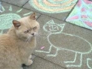 《宠物猫种类大全，让你一次掌握不同品种》（探索不同猫种的特征和个性，选择最适合你的小伙伴）