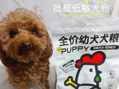 泰迪犬食用板蓝根的功效(以泰迪吃板蓝根提升免疫力,预防感冒)