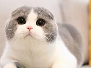 苏格兰折耳猫的饲养方法(让你的苏折宝贝健康快乐成长)