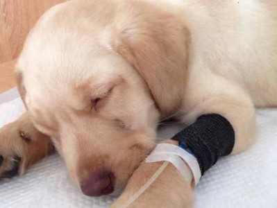 幼犬细小病毒的治疗指南（宠物医生教你如何治疗幼犬细小病毒，让你的宝贝恢复健康）