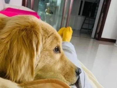 与我相伴的狗狗岁月（见证狗狗成长的美好时光）