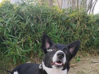 平毛寻回犬的饲养指南（培养优秀寻回犬的方法与技巧）