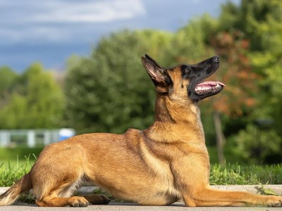如何正确饲养马利诺斯犬（宠物养成指南，让你的马利诺斯犬健康快乐成长）