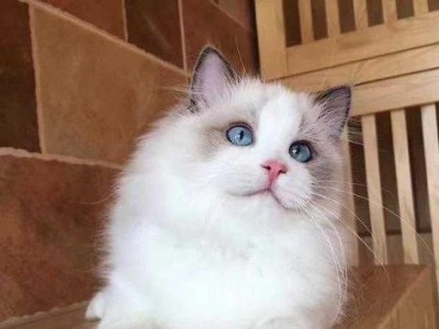 CFA冠军布偶猫胖胖的成长之路（从小毛球到大明星，一只猫咪的惊人转变）