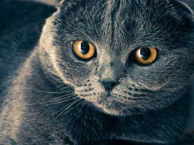 猫为什么喜欢蹲？（揭秘猫咪蹲姿的奥秘）