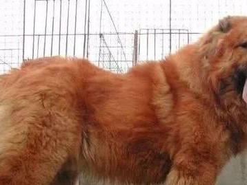 高加索犬——家庭宠物的理想选择（了解高加索犬的性格特点和饲养技巧，让你成为一个负责任的主人）