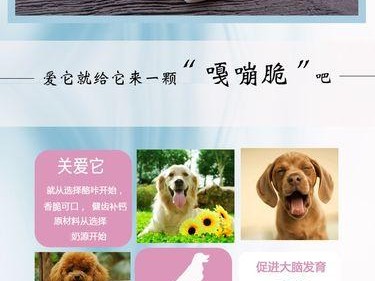 如何为可蒙犬提供健康的饮食？（可蒙犬的特点及食物选择）