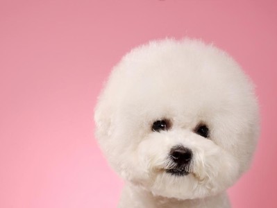 探索比熊犬的可爱之处（了解比熊犬的外貌特征与性格魅力）