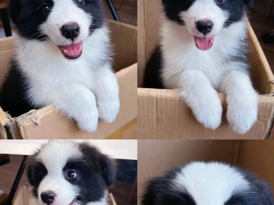 边境牧羊犬
