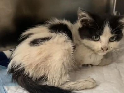 汤姆猫犹豫小猫猫的冒险（一只勇敢的小猫猫和一只优柔寡断的汤姆猫的故事）