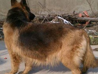 德牧平背——优秀工作犬种的典范（以德牧平背为例，探索工作犬种的特点和培养方法）