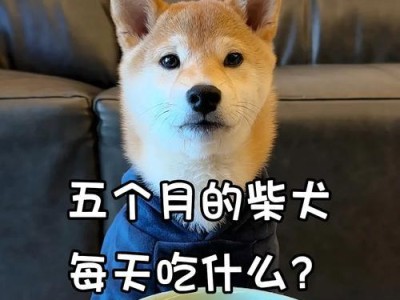 柴犬的日常狗粮摄入量及适合上班族养犬的原因（了解柴犬饮食习惯，轻松养犬不愁）