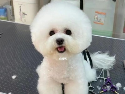 比熊犬怀孕的症状一览（辨别比熊犬是否怀孕的明显体征）