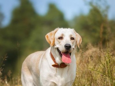 平毛寻回犬的性格特点和生活习性解析（了解平毛寻回犬的性格与生活习性，助您成为更好的狗主人）
