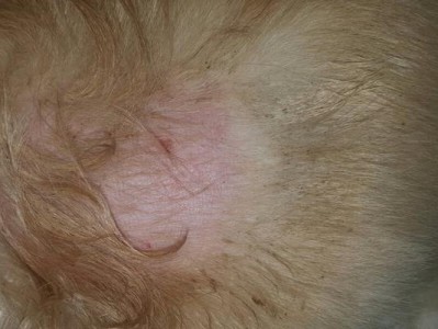 狗脱毛病因及治疗方法解析（探究引起狗脱毛的主要病因和有效的治疗方法）