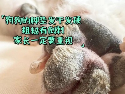 让狗狗脚垫干燥润滑的秘密（如何选择和使用适合狗狗的脚垫护理产品）