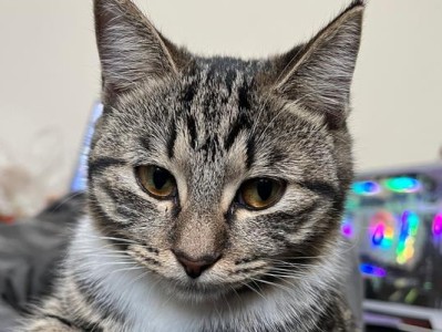 养猫的经济成本与个人经济条件挂钩的分析（以养一只猫一个月为例，了解不同经济条件下的花费和管理建议）