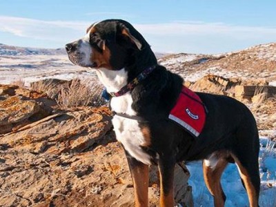 如何正确饲养以巴伐利亚山地犬（专业指导让你的宠物健康成长）