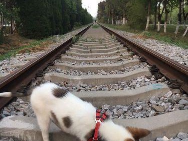 探寻小花狗的品种之谜（了解小花狗的起源、特征和饲养技巧）