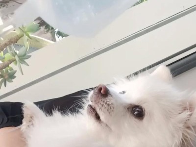 狗淌眼泪可能的原因及处理方法（了解狗淌眼泪的原因，保持宠物眼部健康）