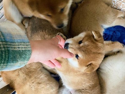 柴犬幼崽的价格及正确挑选纯种柴犬（了解市场行情，培养专业眼光，买到健康纯正的柴犬宝宝）