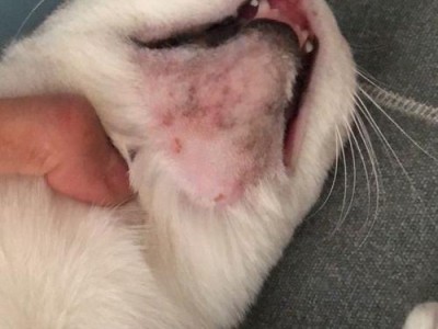 揭秘猫下巴小黑点的奥秘（猫下巴为什么会有小黑点？一探究竟）