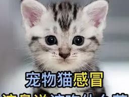 猫咪打喷嚏，如何选择合适的药物？（猫咪呼噜打喷嚏，选对药来解忧！）