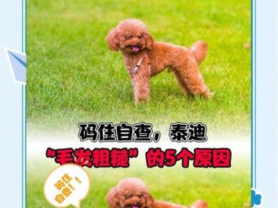 泰迪毛发的选择与护理（探索泰迪毛发的丰富颜色及如何正确选择与护理）