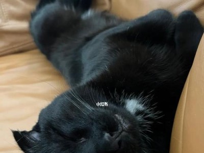 猫咪鼻孔的黑色物质是什么？（宠物猫咪健康问题的探讨）