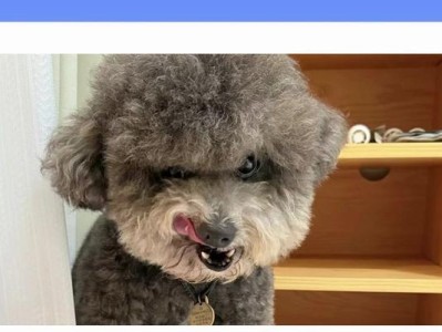 泰迪为什么这么贵？（探究泰迪犬价格高涨的原因及其独特魅力）