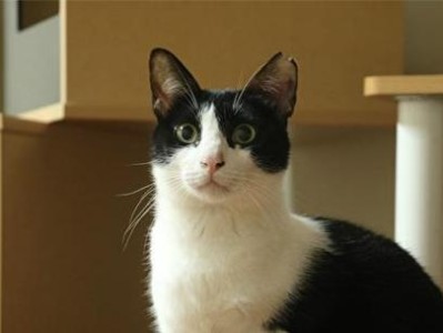为什么要剪掉猫耳朵？（探究猫耳朵剪除的原因及影响）