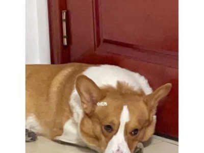 如何缓解柯基犬的呕吐和腹泻（宠物医疗护理方法）