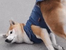 为什么狗不喜欢让人摸它的屁股（探究狗不喜欢让人触摸屁股的原因和解决办法）